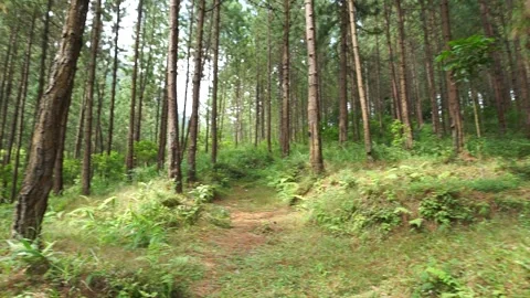 Serene lush pine forest in Tegal, Indonesia. Stock Footage 281702882