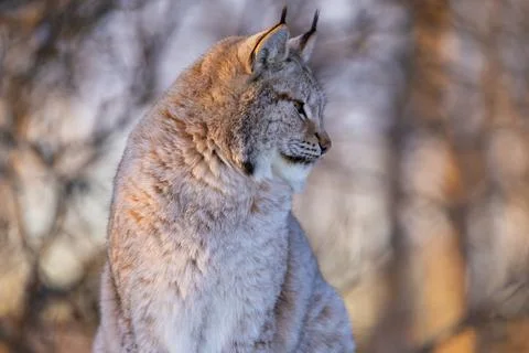 Serene lynx in a forest setting Stock Photos