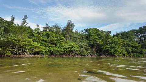 Serene Mangrove Ecosystem by Tranquil Waters Stock Footage 263515428