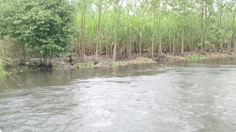 Serene Mangrove River Edge Stock-Footage 343907785