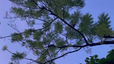 Serene Margosa Tree Canopy Background with Dusk Sky and Text Space Stock-Footage 345980174