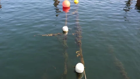 Serene maritime scene featuring algae gently floating alongside navigationa.. Stock Footage 311324774