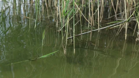 Serene marsh reeds reflected in calm water on a bright day Vidéo 340844563