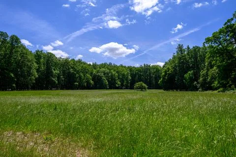 Serene Meadow By The Forest Фото