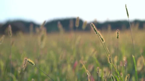 Serene meadow of tall wild grass swaying gently in warm sunlight Stock-Footage 342966745
