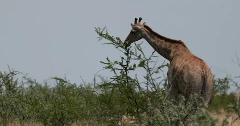 A serene, medium, slow-motion shot of a Giraffe (Giraffa camelopardalis) Stock Footage 333217704