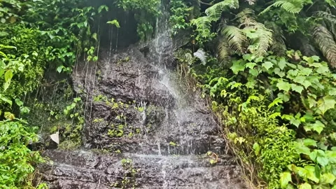 Serene Mini Waterfall Flowing Over Rocky Cliff with Lush Green Ferns Video stock 333984272