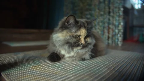 Serene Moment: Cat Blinking Softly on a Woven Carpet Stock Footage 257767076