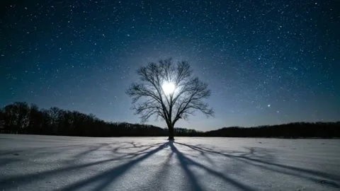 Serene Moonlit Landscape with a Bare Tree and Moving Stars. Stock Footage 315379477
