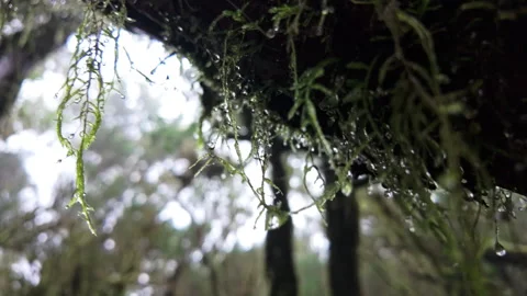 Serene Moss-Covered Forestscape at Parque Rural de Anaga 库存影片 314006768