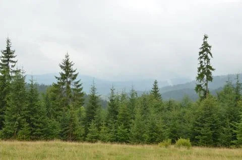 A serene mountain forest scene featuring lush evergreen trees, a gentle mea.. Stock Photos