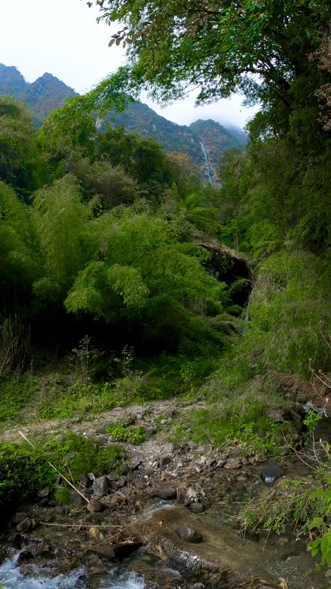 A serene mountain forest trail winds through dense Lush greenery, leading t.. Video stock 311883974