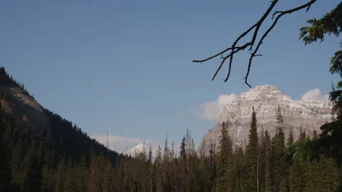 Serene Mountain River Flowing Through Lush Pine Forest Landscape Stock Footage 255627368