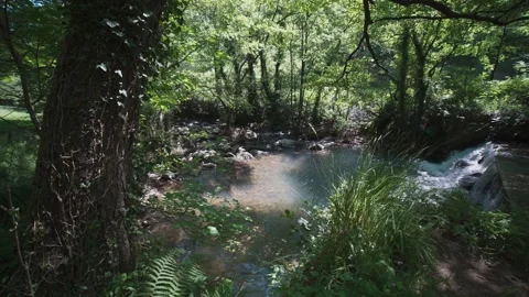 Serene mountain river flowing through green forest Видео 337036179