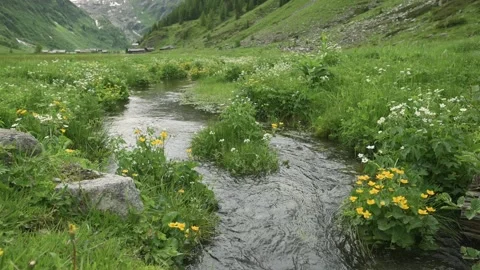 A serene mountain stream flowing through a lush meadow filled with wildflowers Video stock 281107500