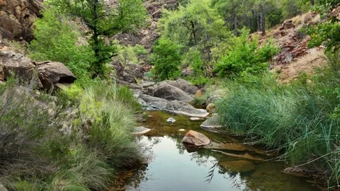 Serene Mountain Stream Flowing Through Lush Green Forest Stock Footage 314920380