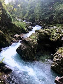 Serene Mountain Stream Flowing Through Lush Green Forest in the Afternoon Light Stock Photos