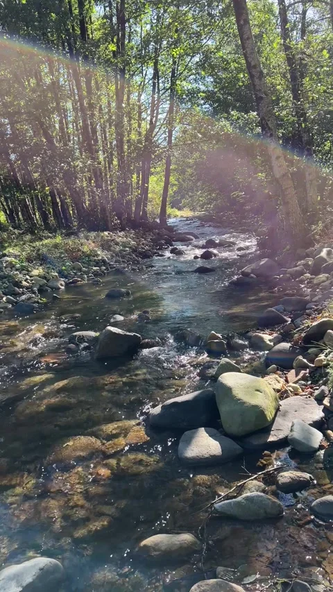 A serene mountain stream flows gently through a lush forest Stock Footage 297528092