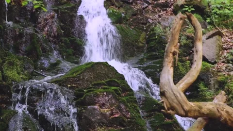 A Serene Mountain Stream Gently Flowing Through a Lush Green Forest of Vibrant Stock Footage 315974337
