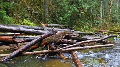 Serene Mountain Stream with Log Jam in Lush Pacific Northwest Forest, Mount Rain Video stock 332143100