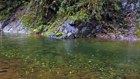 Serene Mountain Stream in Lush Forest of Mount Rainier National Park Vídeo Stock 332143179