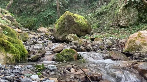 Serene Mountain Stream with Mossy Rocks in a Forest Stock Footage 303362795