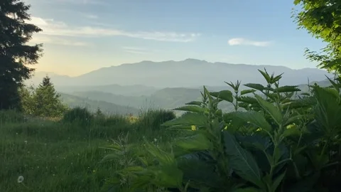 Serene Mountain View Through Forest Tree Branches Stock Footage 281431924