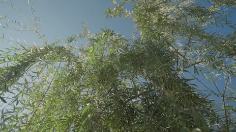 Serene natural environment featuring swaying trees and sunlight patches. Gentle Stock Footage 334630224