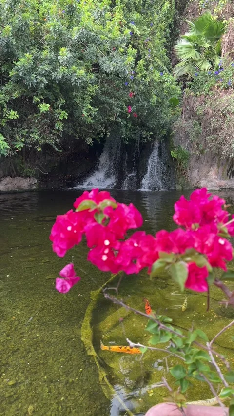 A Serene Natural Oasis Featuring Beautiful Bougainvillea and a Refreshing Stock Footage 319006202