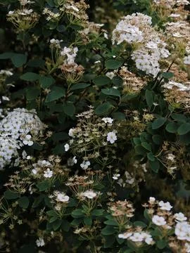 Serene Natural Setting Featuring Delicate Blossoms And Textured Plant Stems Stock Photos