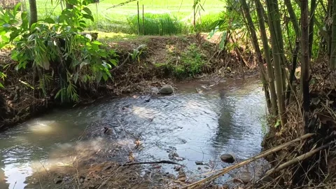 Serene natural stream flowing through lush green bamboo forest Stock Footage 340731560