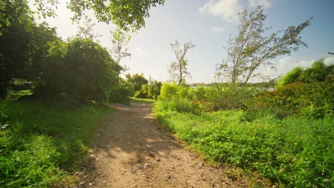A Serene Nature Pathway That Is Beautifully Surrounded by Lush Greenery and Stock Footage 313822814