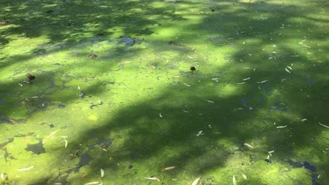 A Serene Nature Scene Featuring Lush Greenery, Vibrant Flora, and a Clear Stock Footage 307351186