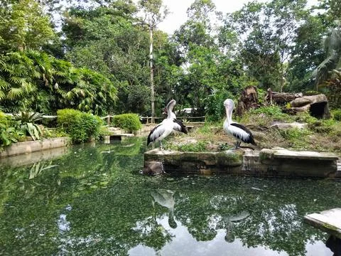 Serene nature scene featuring three pelicans Stock Photos