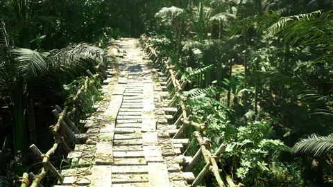 Serene nature scene. Tranquil trail leading to sunlit open space Stock Footage 341577277