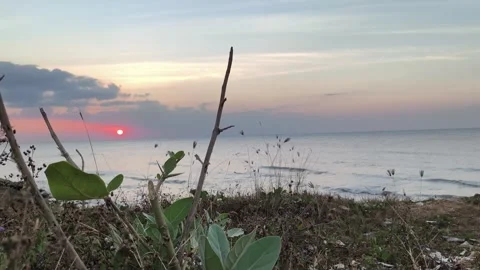 Serene Ocean Sunset with Coastal Foreground Vegetation at Dusk Video stock 341505561
