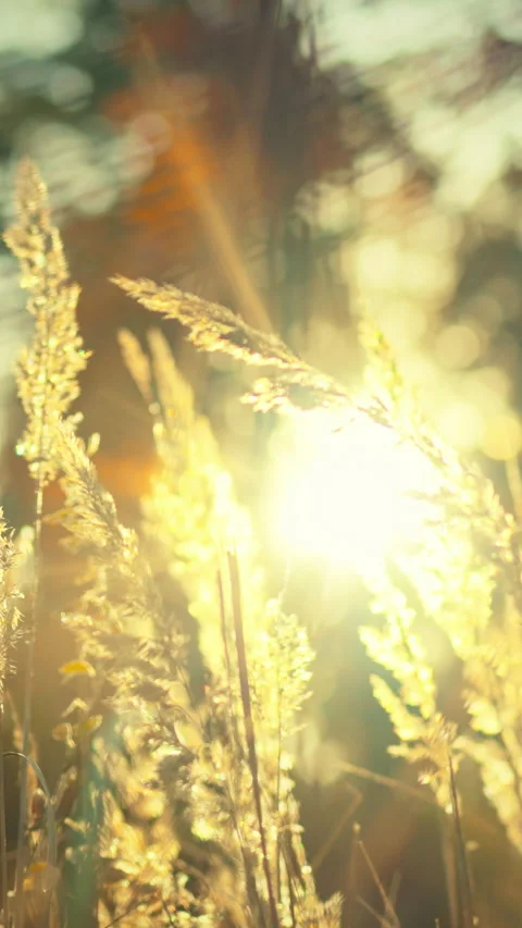 In serene outdoor setting warm sunlight filters through tall grass during th Stock Footage 331795122