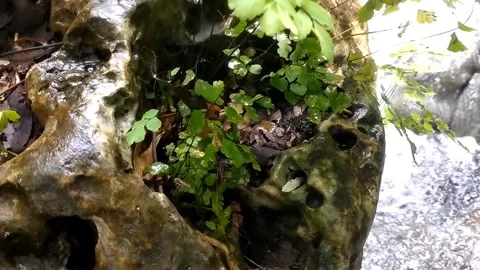 Serene Paludarium Waterfall Stock Footage 331265713