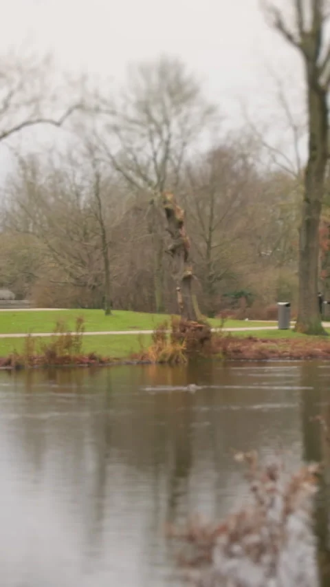 A serene park has a calm lake, lush trees, and a statue reflecting Stock Footage 319618357