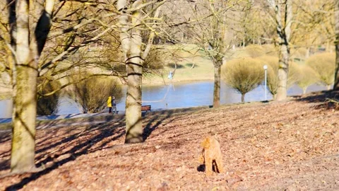 A Serene Park Scene Featuring a Friendly Dog and a Reflective Lake in Beautiful Stock Footage 307817544