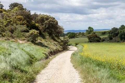 A serene path leads through vibrant greenery in the French Pyrenees, inviting Stock Photos