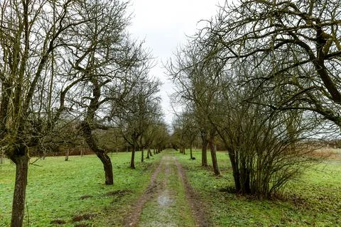 Serene path lined with trees leading through a tranquil green landscape on .. Stock Photos