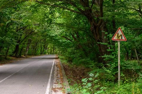 A serene path through dense forest with vibrant green foliage and scattered.. Stock Photos
