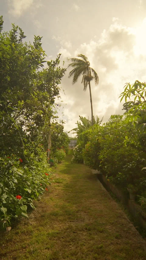 A serene path through lush greenery invites a tranquil escape Vídeo Stock 319714440