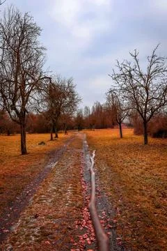 Serene path through a tranquil park in early winter under a moody sky Stock Photos