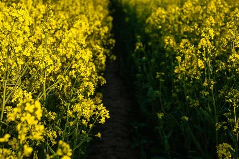 Serene path through vibrant yellow canola field with rich green stems captu.. Stock Photos
