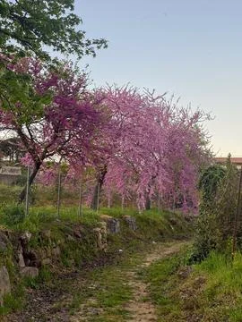 A serene path winding through vibrant pink flowering trees under a clear sky  Stock Photos