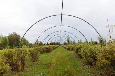 A Serene Pathway: Exploring the Unique Design of an Arched Frame in a Lush Green Stock Photos