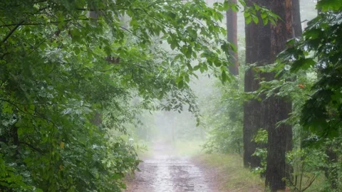 A Serene Pathway Lined with Rainy Lush Greenery Through a Beautiful Forest Stock Footage 314273694