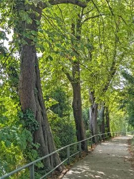 Serene pathway lined with standing trees in a park setting with wooden rail.. Stock Photos